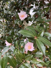 Camellia sasanqua