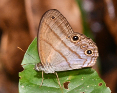 Amiga arnaca