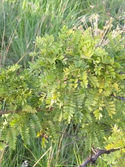 Vachellia robusta