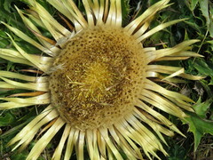 Carlina acanthifolia