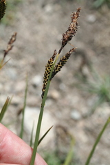 Carex nigra