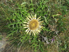 Carlina acanthifolia