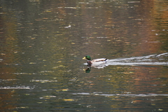 Anas platyrhynchos platyrhynchos