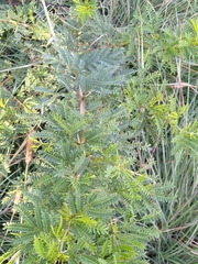 Vachellia karroo