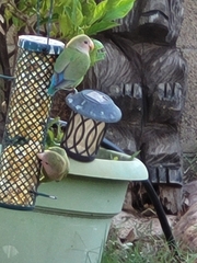 Agapornis roseicollis