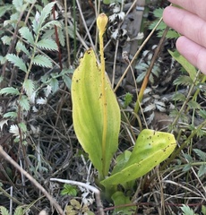Liparis loeselii