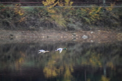 Anas platyrhynchos platyrhynchos