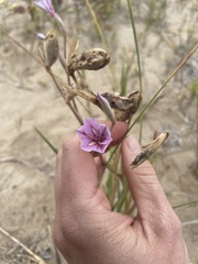 Gladiolus gueinzii