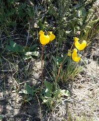 Calceolaria polyrhiza