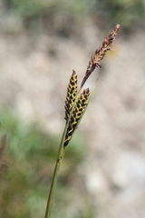 Carex nigra