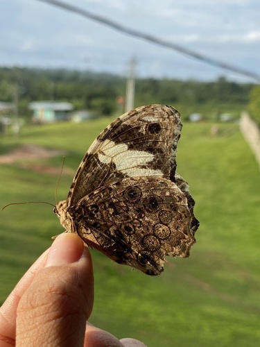 Manataria hercyna