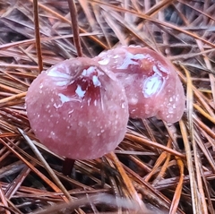 Marasmius plicatulus