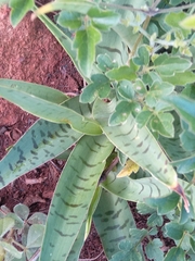 Ledebouria luteola