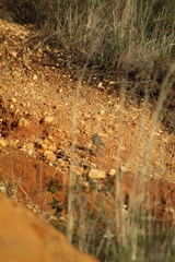 Phoenicurus ochruros