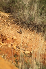 Phoenicurus ochruros