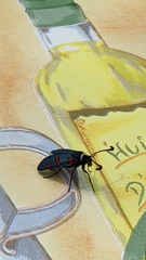 Zygaena lavandulae