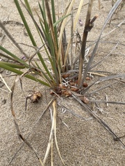 Gladiolus gueinzii