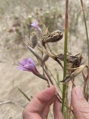 Gladiolus gueinzii