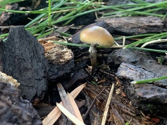 Psilocybe allenii