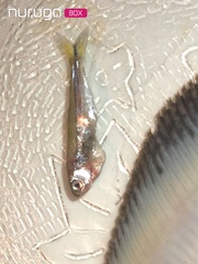 Bryconamericus exodon