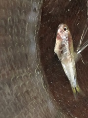 Bryconamericus exodon