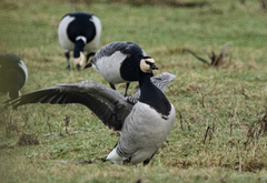 Branta leucopsis
