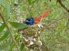 Terpsiphone viridis granti