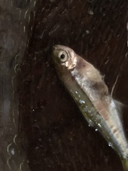 Bryconamericus exodon