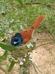 Terpsiphone viridis granti