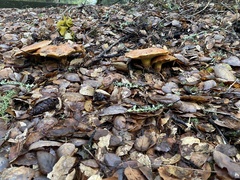 Suillus pseudobrevipes