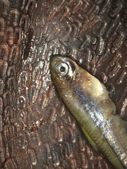 Bryconamericus exodon