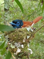 Terpsiphone viridis granti