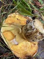 Suillus pseudobrevipes
