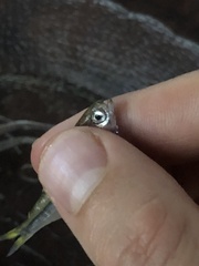 Bryconamericus exodon