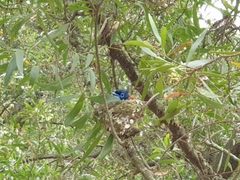 Terpsiphone viridis granti