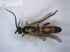 Ichneumonidae