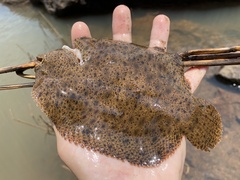 Catathyridium jenynsii