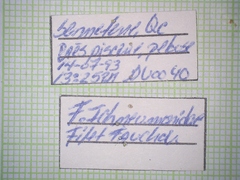 Ichneumonidae