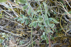 Anthyllis vulneraria vulnerarioides