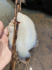 Catathyridium jenynsii