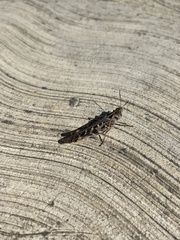 Rhammatocerus viatorius