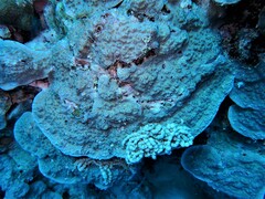 Porites rus
