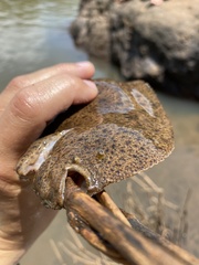 Catathyridium jenynsii