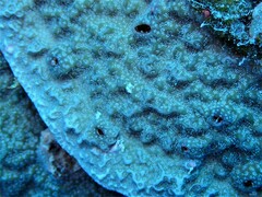 Porites rus