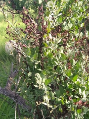 Osyris lanceolata