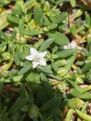 Sesuvium ayresii