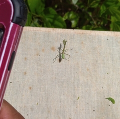 Stagmomantis domingensis