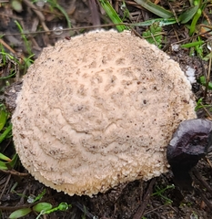 Amanita novinupta