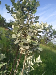 Brachylaena rotundata