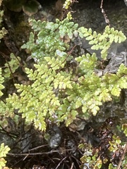 Oeosporangium